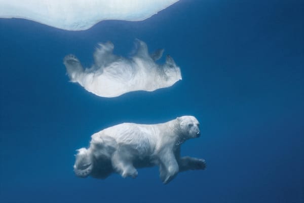 Paul Nicklen - Page 2
