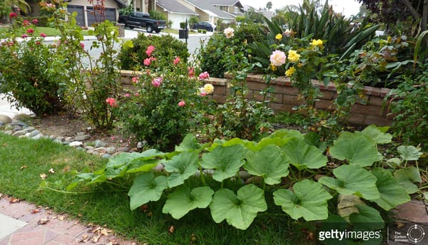 Seeds of Hope - Page 48